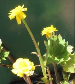 Gefüllter, Scharfer Hahnenfuß / Ranunculus Acris 'Multiplex' Im 9x9 Cm Topf