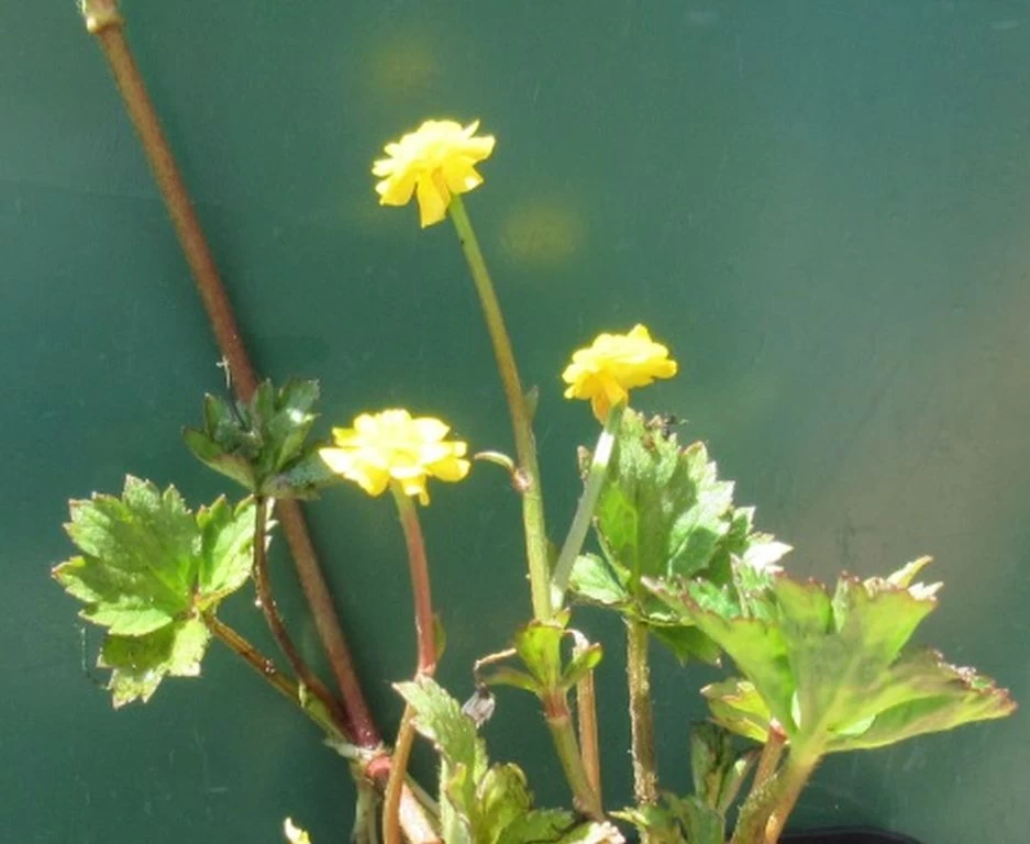 Gefüllter, Scharfer Hahnenfuß / Ranunculus Acris 'Multiplex' Im 9x9 Cm Topf 2 Gefüllter, Scharfer Hahnenfuß / Ranunculus Acris 'Multiplex' Im 9x9 Cm Topf – Bild 2