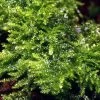 Christmas Moss Als Matte 80 X 50 Mm / Vesicularia Montagnei "Christmas Moss", Moos