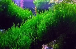 Flammenmoos Als Matte Ca. 80 X 50 Mm / Taxiphyllum Spec. Flame, Moos -Qualitätsgeschäft Für Garten Und Outdoor 11276ST 1 3