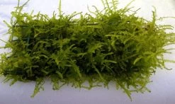 Trauermoos Als Matte 80 X 50 Mm / Vesicularia Ferriei Weeping Moss, Moos