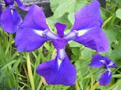 Japanische Garten-Schwertlilie / Iris Ensata Variegata Im 9x9 Cm Topf