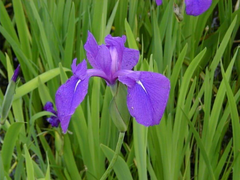 Asiatische Oder Glatte Sumpfschwertlilie / Iris Laevigata Im 9x9 Cm Topf 1 Asiatische Oder Glatte Sumpfschwertlilie / Iris Laevigata Im 9x9 Cm Topf