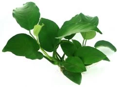 Wurzel+Saugnapf Mit Breitblättrigem Speerblatt / Anubias Barteri Auf Wurzel+Sauger -Qualitätsgeschäft Für Garten Und Outdoor 114DE 1 6