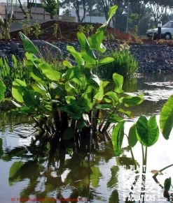 Wasser-Canna - Maranthe / Thalia Dealbata Im 9x9 Cm Topf