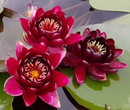 Weinrote Seerose / Nymphaea "Black Princess" *Rarität* 1 Weinrote Seerose / Nymphaea "Black Princess" *Rarität*