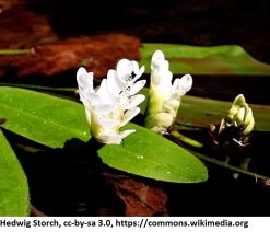 Afrikanische Wasserähre / Aponogeton Distachyos Im 9x9 Cm Topf