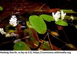 Afrikanische Wasserähre / Aponogeton Distachyos Im 9x9 Cm Topf -Qualitätsgeschäft Für Garten Und Outdoor 1225AA 1 4