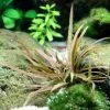 Weißblühender Wasserkelch / Cryptocoryne Albida 'Brown'