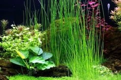 Riesen-Nadelsimse / Eleocharis Montevidensis, Eleocharis Sp. "Xingu"