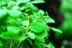 1-2-GROW! Zwerg-Kardinalslobelie / Lobelia Cardinalis Mini Von TROPICA -Qualitätsgeschäft Für Garten Und Outdoor 143tc T 1 3