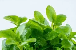 1-2-GROW! Zwerg-Kardinalslobelie / Lobelia Cardinalis Mini Von TROPICA -Qualitätsgeschäft Für Garten Und Outdoor 143tc T 1 4