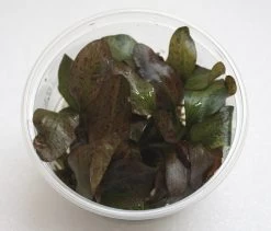 XL In-Vitro Rot Geflammte Schwertpflanze / Echinodorus Red Flame