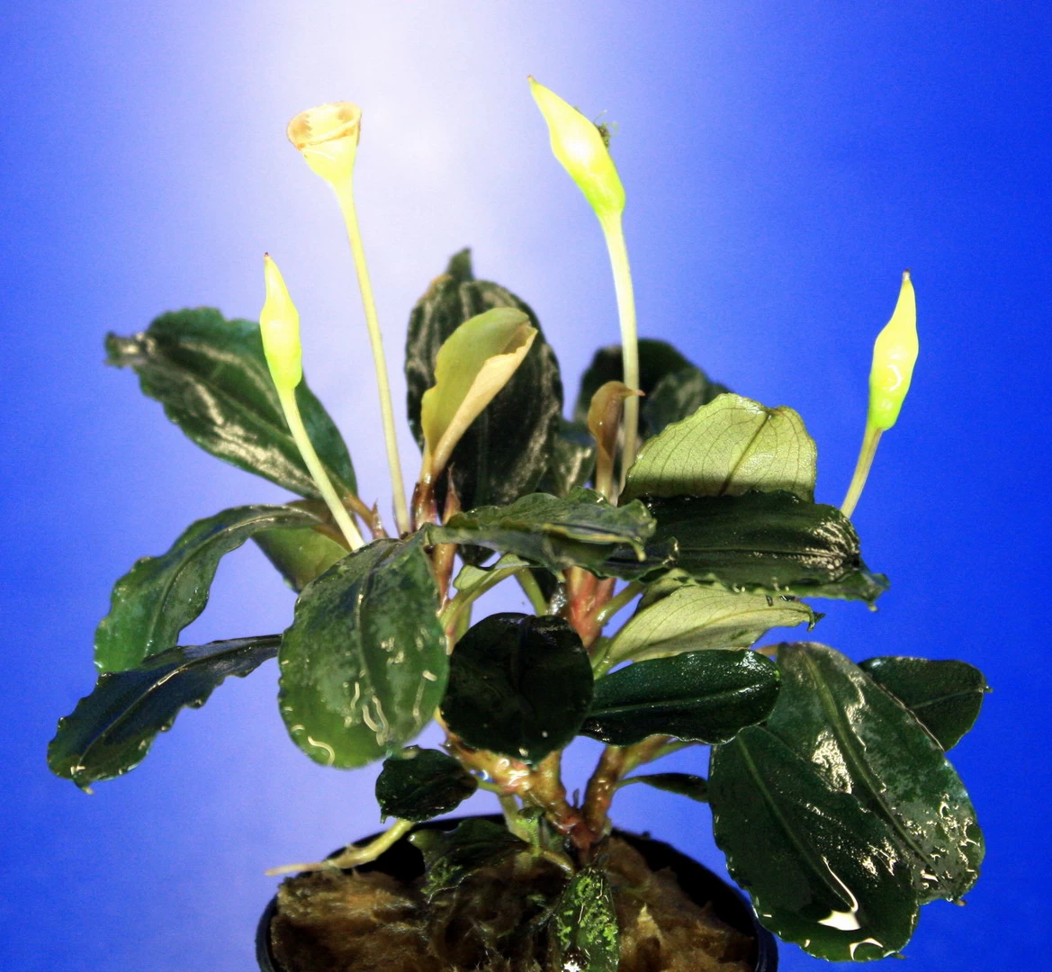 Bucephalandra 'Theia Green Blue' Im Topf ***RARITÄT*** 2 Bucephalandra 'Theia Green Blue' Im Topf ***RARITÄT*** – Bild 2