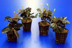 Bucephalandra 'Theia Green Blue' Im Topf ***RARITÄT*** 5 Bucephalandra 'Theia Green Blue' Im Topf ***RARITÄT*** -Qualitätsgeschäft Für Garten Und Outdoor 2020259AD 1 6