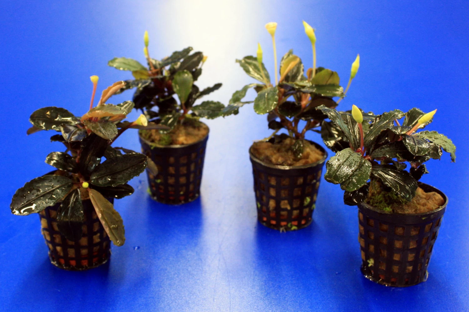 Bucephalandra 'Theia Green Blue' Im Topf ***RARITÄT*** 3 Bucephalandra 'Theia Green Blue' Im Topf ***RARITÄT*** – Bild 3