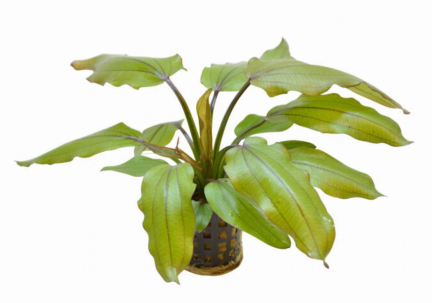 RED WILDGRAS Schwertpflanze / Echinodorus "Red Wild Gras" 1 RED WILDGRAS Schwertpflanze / Echinodorus "Red Wild Gras"