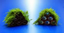 Garnelen Turm Mit Javamoos / Vesicularia Dubyana Bewachsen, Moos -Qualitätsgeschäft Für Garten Und Outdoor 2022345AD 1 6