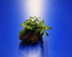 Lavastein Mit Staurogyne Spec. 'Bihar'