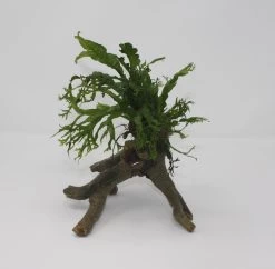 Windelov Javafarn Stelzwurzel - Mit Microsorum Windelov