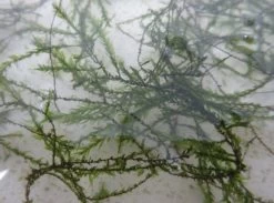 Quellmoos / Fontinalis Antipyretica In Einer 125 Ml Dose