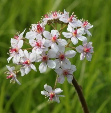 Schildblatt, Rosa / Darmera Peltata - Peltiphyllum Peltatum Im 9x9 Cm Topf 1 Schildblatt, Rosa / Darmera Peltata - Peltiphyllum Peltatum Im 9x9 Cm Topf
