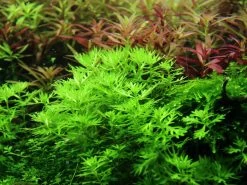 Wasserfeder - Wasserprimel / Hottonia Palustris 5 Wasserfeder - Wasserprimel / Hottonia Palustris -Qualitätsgeschäft Für Garten Und Outdoor 27 T 1 3