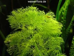 XL In-Vitro Riesenambulia Oder Wasser-Sumpffreund / Limnophila Aquatica - Gigantea