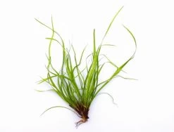 In-Vitro Kriechende Binse / Juncus Repens