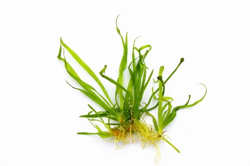 In-Vitro Zwergschwertpflanze / Helanthium Tenellum ´Broad Leaf´ (Echinodorus Tenellus ´Broad Leaf´) 1 In-Vitro Zwergschwertpflanze / Helanthium Tenellum ´Broad Leaf´ (Echinodorus Tenellus ´Broad Leaf´)