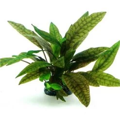In-Vitro Marmorierter Wasserkelch / Cryptocoryne X Purpurea