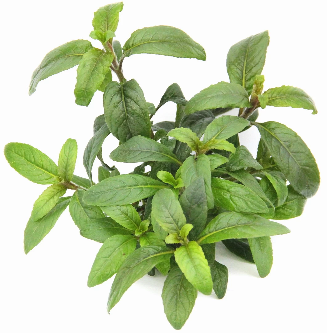 **** NEU *** Staurogyne Spec. 'Bihar' 1 **** NEU *** Staurogyne Spec. 'Bihar'