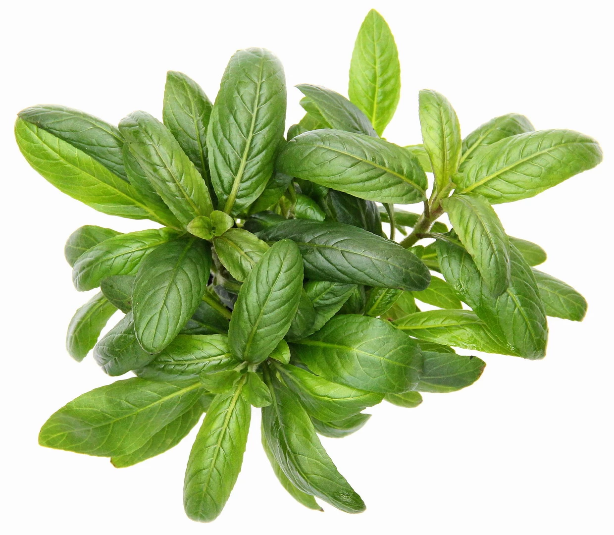 **** NEU *** Staurogyne Spec. 'Bihar' 2 **** NEU *** Staurogyne Spec. 'Bihar' – Bild 2