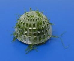 Mini Pflanzkissen - Mooskuppel