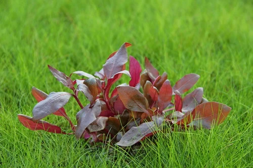 In-Vitro Lilablättriges Papageienblatt / Alternanthera Reineckii ´Lila´ 1 In-Vitro Lilablättriges Papageienblatt / Alternanthera Reineckii ´Lila´