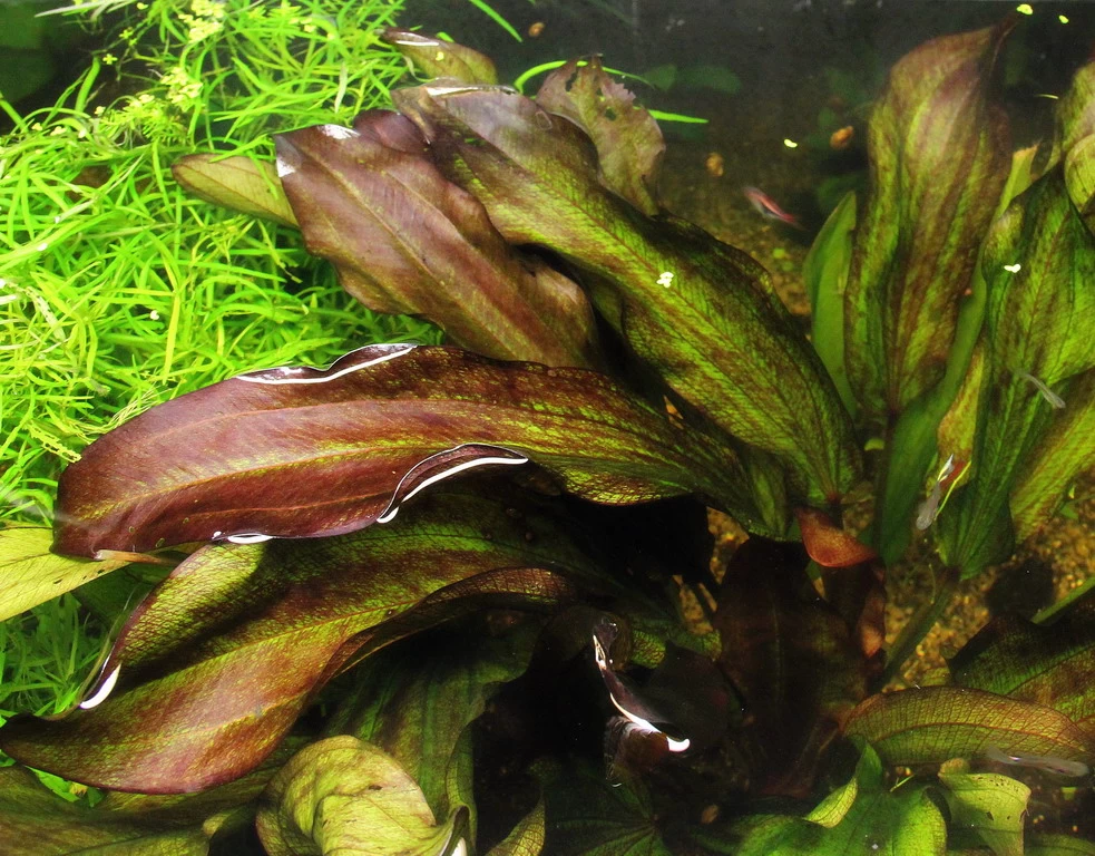 Dennerle Echinodorus ´Green Chamäleon´ 1 Dennerle Echinodorus ´Green Chamäleon´