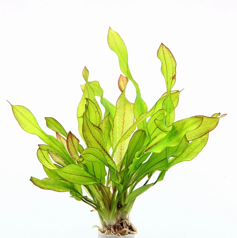 Dennerle Echinodorus ´Green Chamäleon´ 2 Dennerle Echinodorus ´Green Chamäleon´ – Bild 2