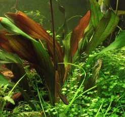 MUTTERPFLANZE Dennerle Echinodorus ´Red Chamäleon´