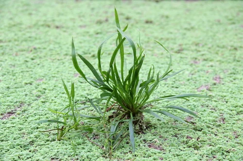Helanthium Bolivianum ´Angustifolius´ 1 Helanthium Bolivianum ´Angustifolius´