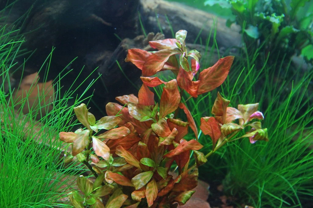 DENNERLE Ludwigia Spec.´Dark Orange´ 1 DENNERLE Ludwigia Spec.´Dark Orange´
