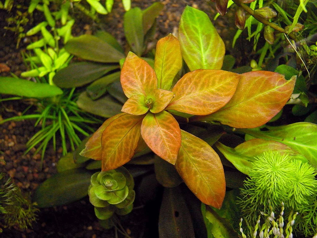 DENNERLE Ludwigia Spec.´Dark Orange´ 2 DENNERLE Ludwigia Spec.´Dark Orange´ – Bild 2