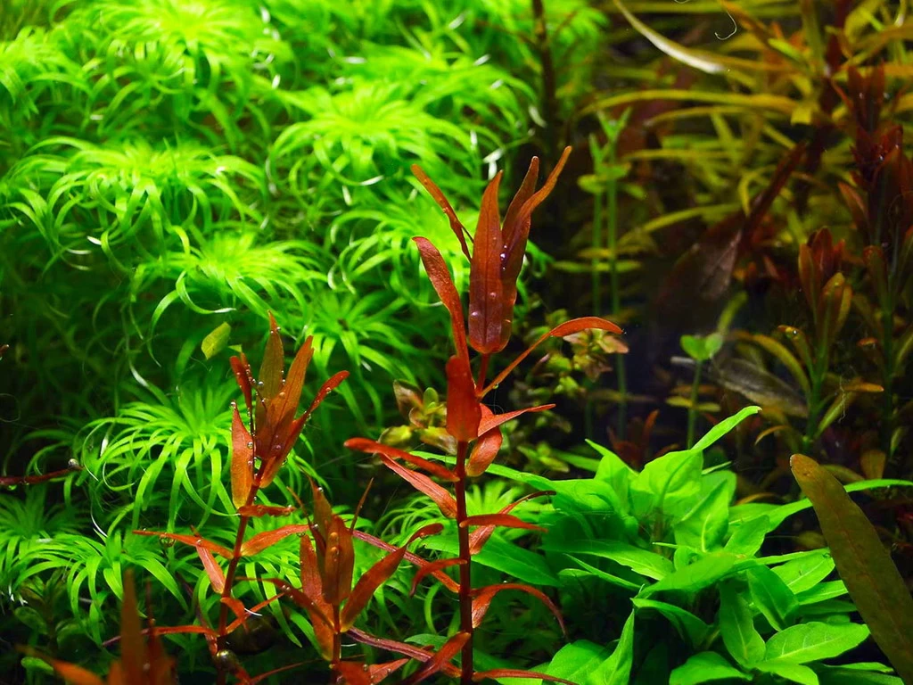 Dennerle Rotala Macrandra "Narrow Red" 1 Dennerle Rotala Macrandra "Narrow Red"