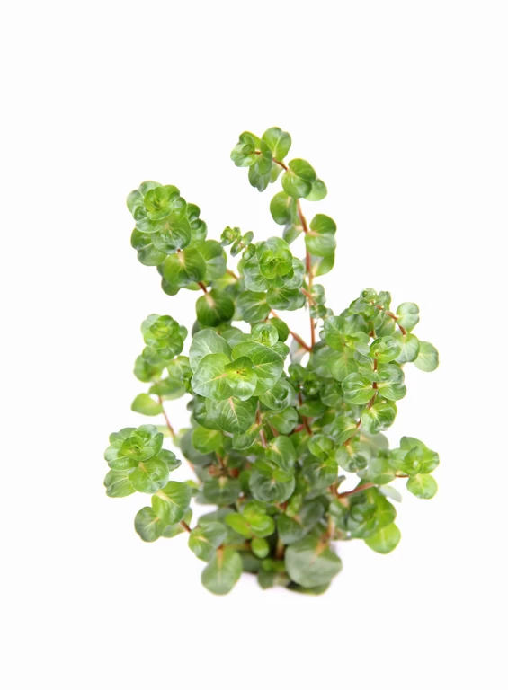Dennerle Rotala Macrandra "Narrow Red" 2 Dennerle Rotala Macrandra "Narrow Red" – Bild 2