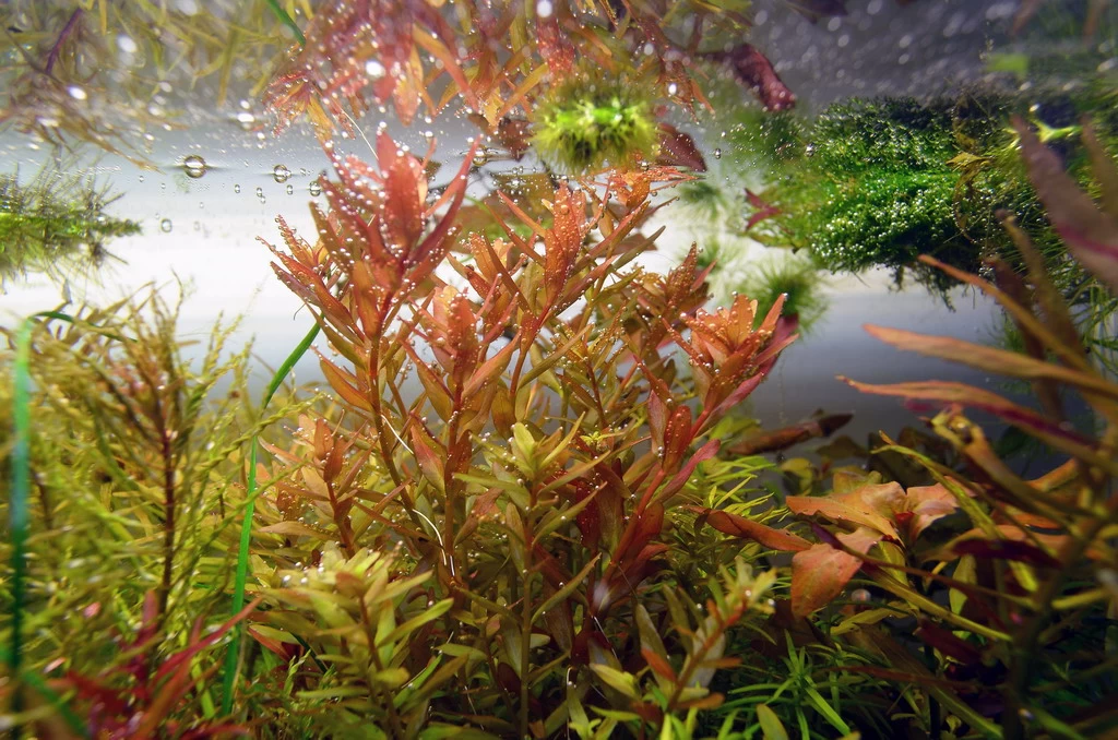 Dennerle Rotala Spec. "Coin Leaf" 1 Dennerle Rotala Spec. "Coin Leaf"