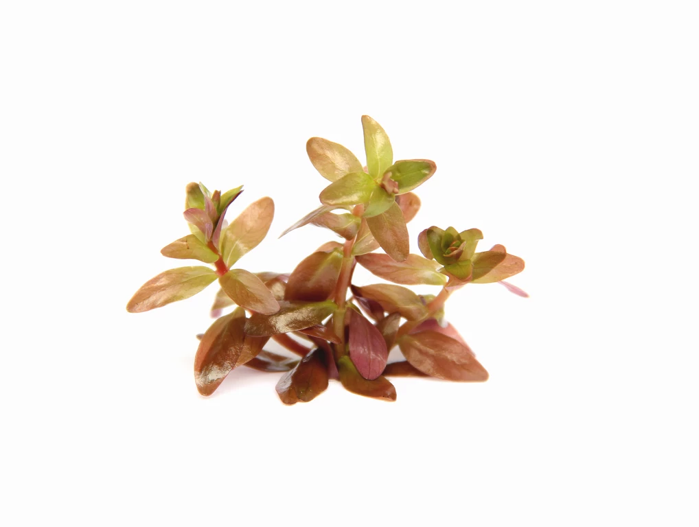 Dennerle Rotala Spec. "Coin Leaf" 2 Dennerle Rotala Spec. "Coin Leaf" – Bild 2
