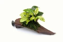 Nanowood+Saugnapf Mit Geschecktes Zwergspeerblatt / Anubias Nana ´Pinto´ Auf Wurzel+Sauger