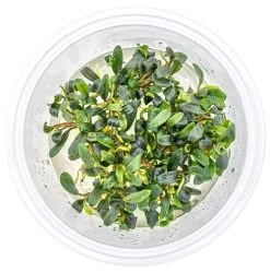 In-Vitro Bucephalandra Micrantha "Mini Needle Leaf" *TOP-RARITÄT* Von DENNERLE -Qualitätsgeschäft Für Garten Und Outdoor 30267DE 1 6