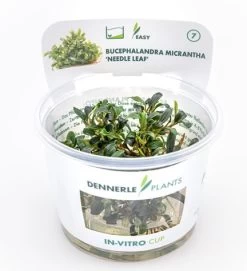 In-Vitro Bucephalandra Micrantha "Mini Needle Leaf" *TOP-RARITÄT* Von DENNERLE -Qualitätsgeschäft Für Garten Und Outdoor 30267DE 1 8