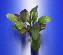 Fancy Twist Schwertpflanze / Echinodorus 'Fancy Twist'