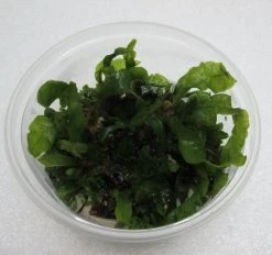 XL In-Vitro Gewellter Javafarn / Microsorum Pteropus 'latifolius'
